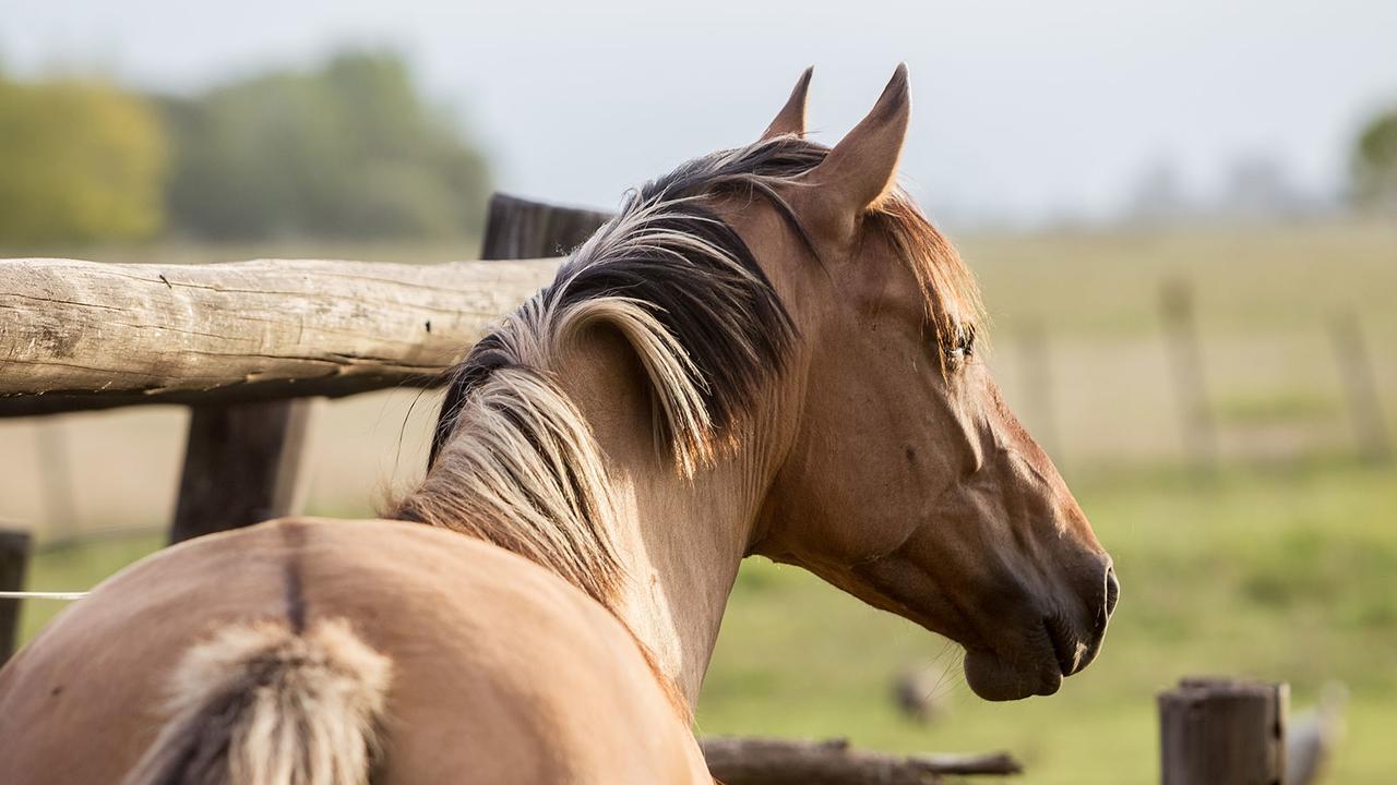 Estancia La Bandada San Miguel del Monte Ngoại thất bức ảnh